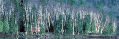 One of Two Tree Scenes